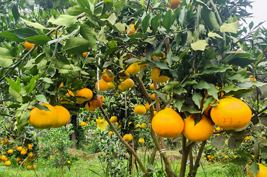 资阳雁江蜜柑品牌销量翻倍 特色农业助3万农户年均增收超万元